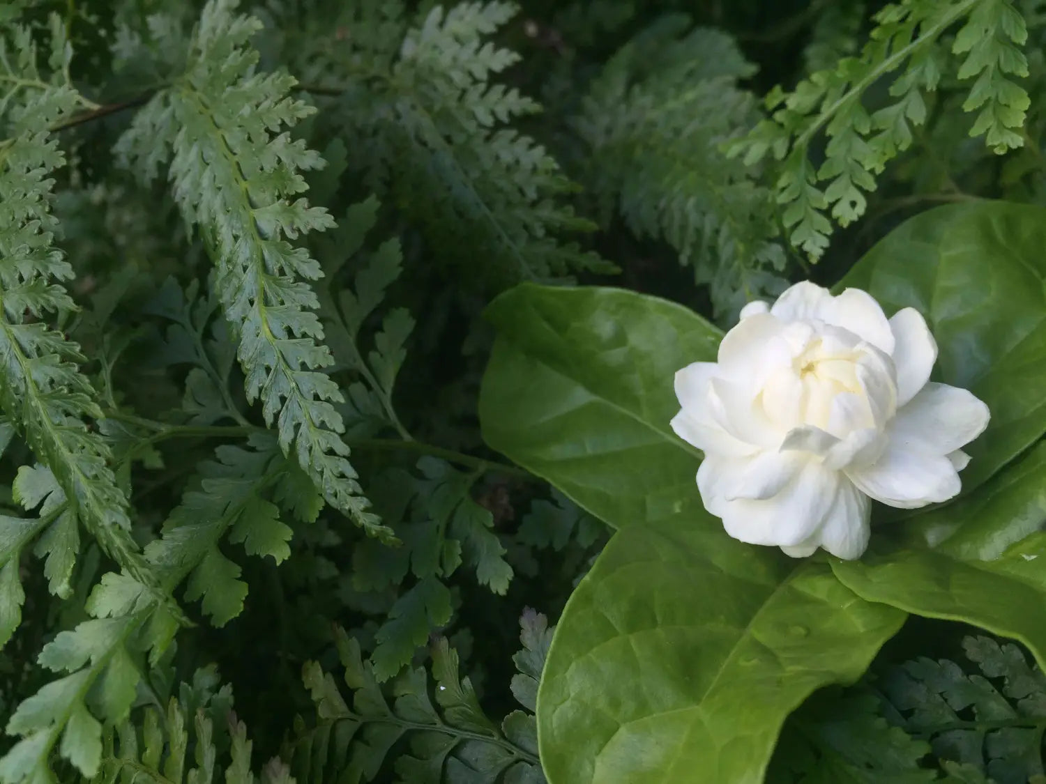 Pikake: All About This Enchanting Fragrance and Its Benefits