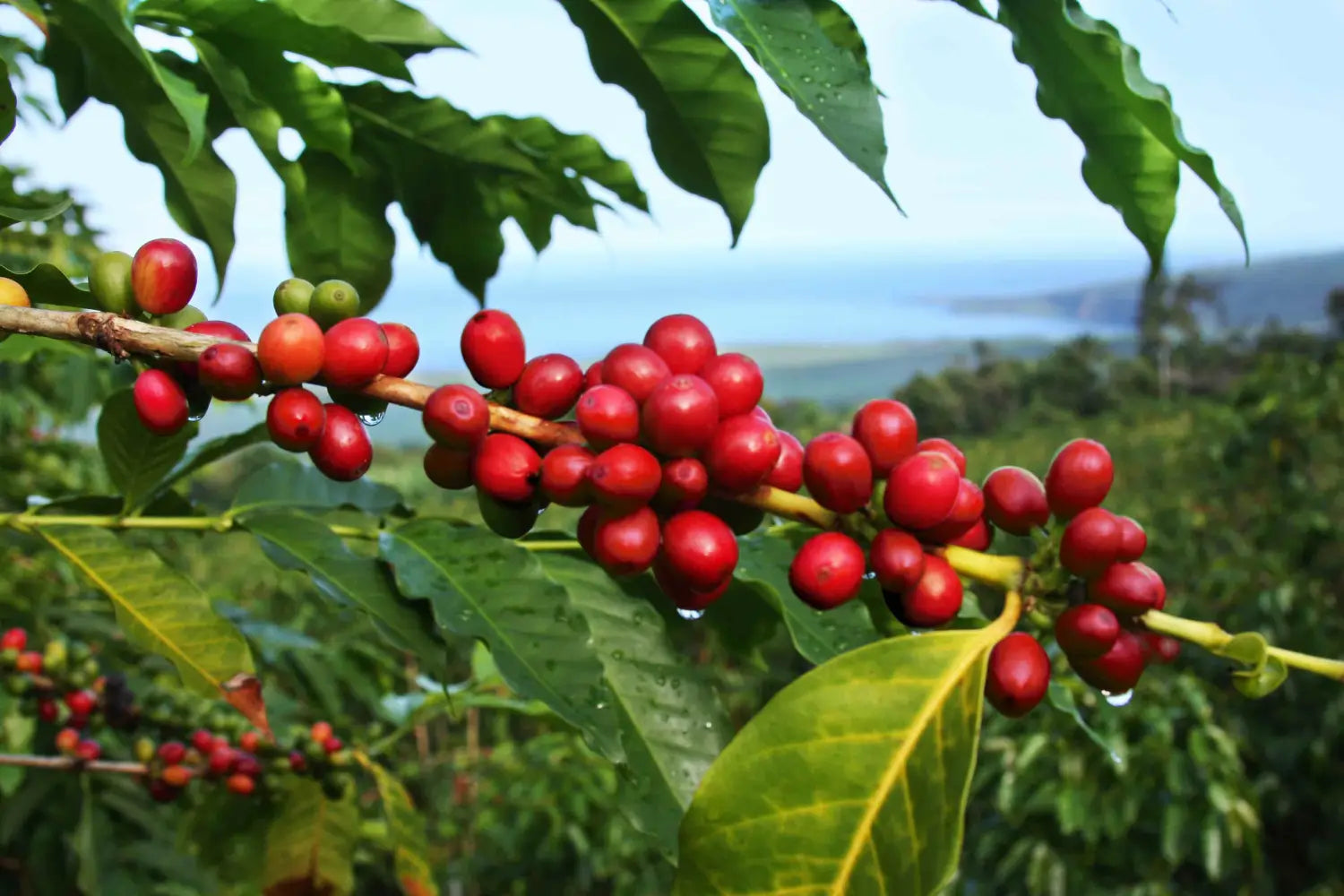 The Truth About Hawaiian Coffee Fruit-Based Firming Creams