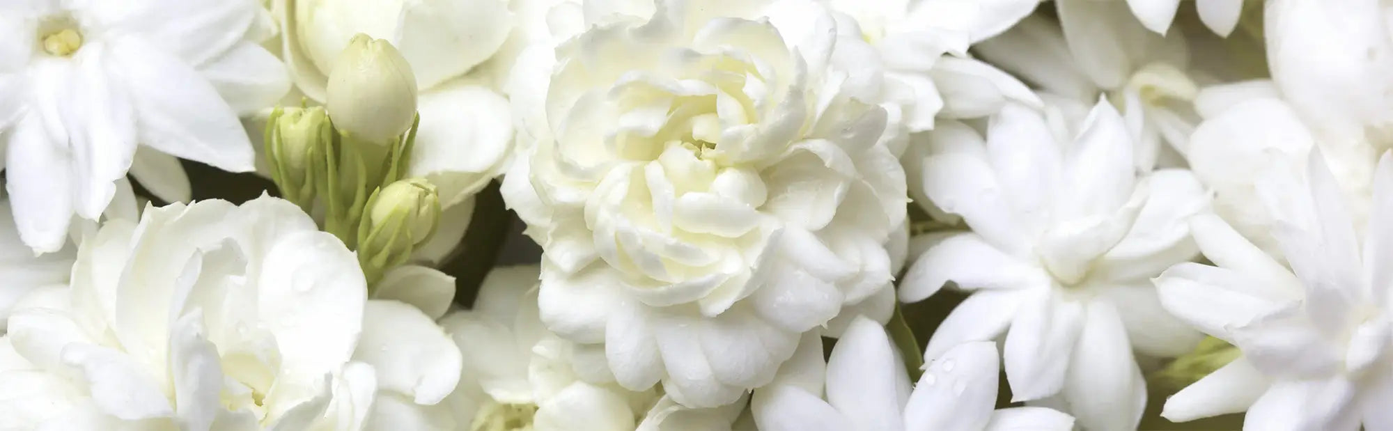 Slay Your Daily Routine With Pikake Flower-Infused Goodness