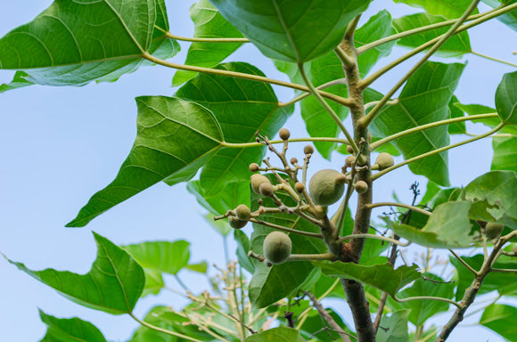 Candlenut Plant