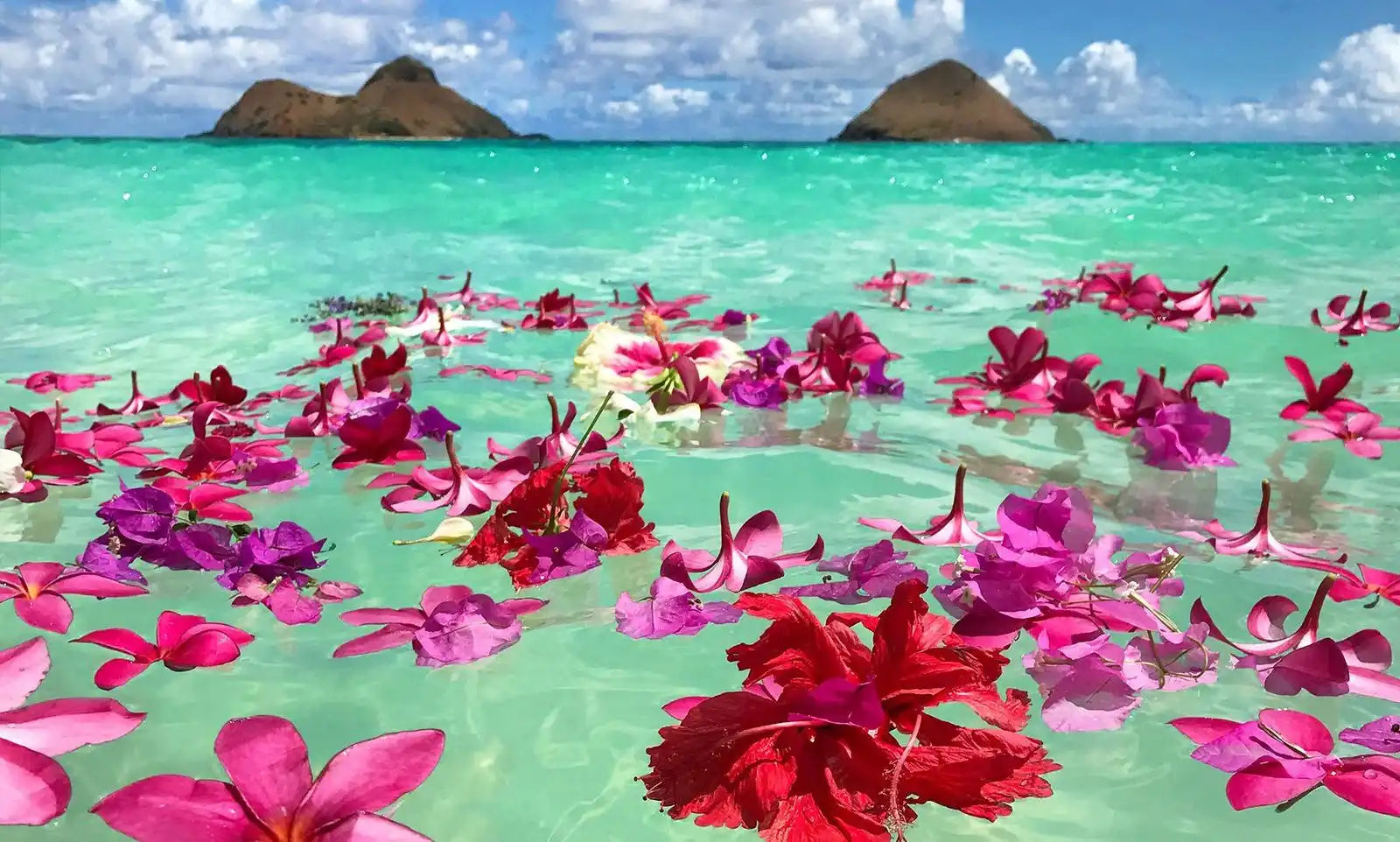 Bright pink and red plumeria flowers floating on turquoise water.